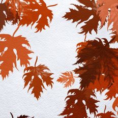 Swirling Fall Leaves