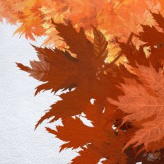 Swirling Fall Leaves