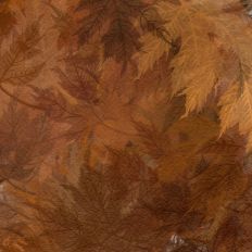 Swirling Fall Leaves