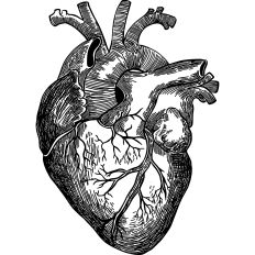 Heart Anatomy