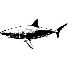 Great White Shark