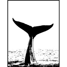 Whale Tail
