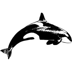 Killer Whale