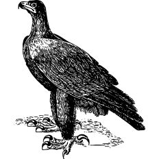 Falcon Vintage Illustration