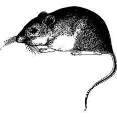 Mouse Vintage Illustration