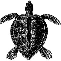 Turtle Vintage Illustration