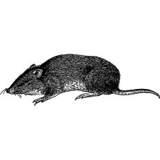 Mouse Vintage Illustration