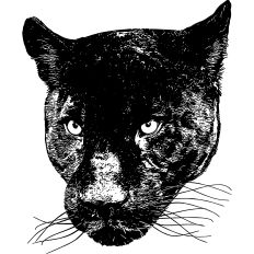 Black Panther Illustration