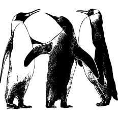 Penguin Friends Illustration