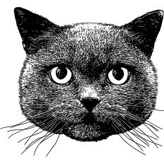 Cat Illustration