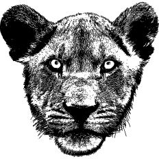Lioness Realistic Illustration