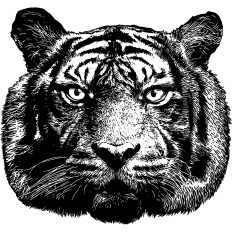 Tiger Realistic Illustration