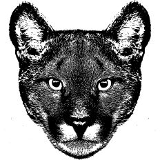 Mountain Lion Realistic Illustration