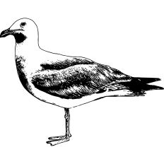 Seagull Illustration