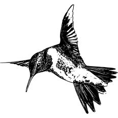 Hummingbird Illustration