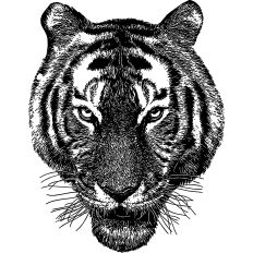 Tiger Realistic Illustration