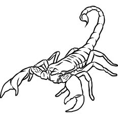 Scorpion Minimal Linework