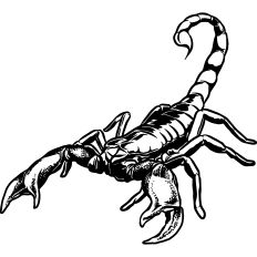 Scorpion Illustration