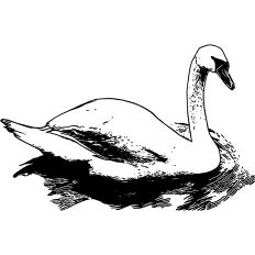 Swan Swimming Illustration
