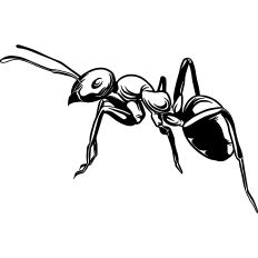 Ant illustration