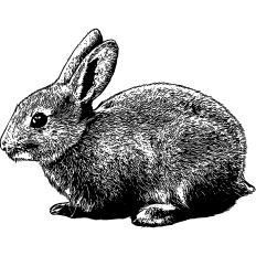 Rabbit Realistic Illustration
