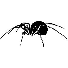 Spider Illustration