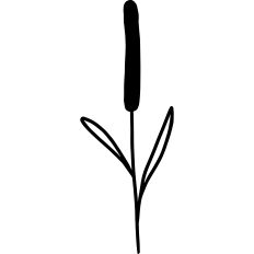Bulrush Flower Illustration