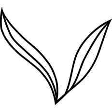 Leaf Illustration