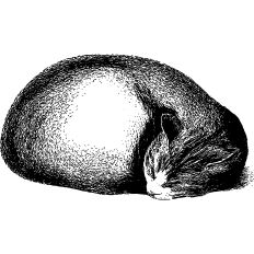 Cute cat sleeping