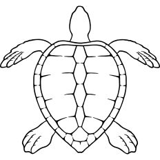 Sea Turtle Linework