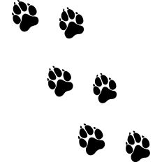 Paw prints