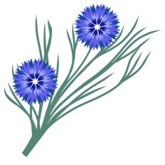 Bachelor Buttons Floral