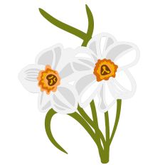 Daffodils