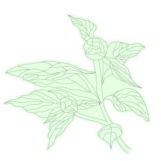 Elegant Peony Branch Floral Sketch Design 