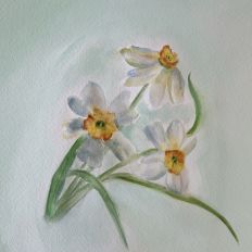 3 Daffodils Floral Watercolor Background Design