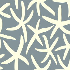 Cream colored starfish on blue gray