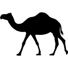 Camel