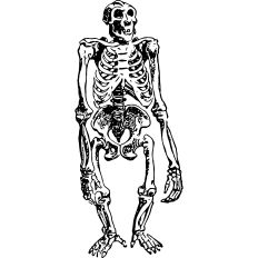 Primate Skeleton Vintage Print