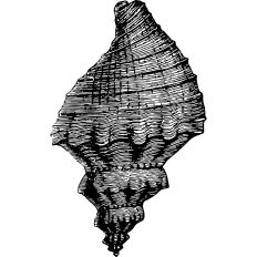 Conch Shell Vintage Print Linework 