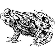 Frog Vintage Print Linework