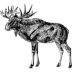 Moose Vintage Print