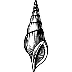 Conch Shell Vintage Print Linework 