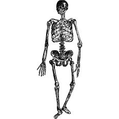 Skeleton illustration