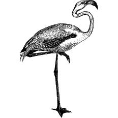Flamingo illustration