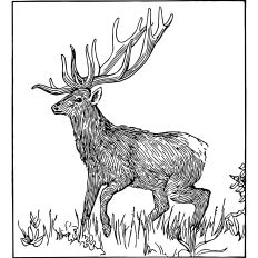 Stag vintage illustration
