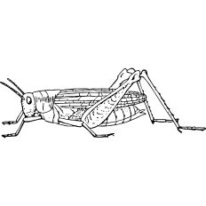 Grasshopper vintage illustration