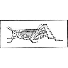 Grasshopper vintage illustration