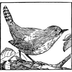 Bird in branch vintage illustration 