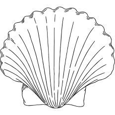 Sea shell linework