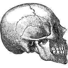 Cranium Anatomy skull